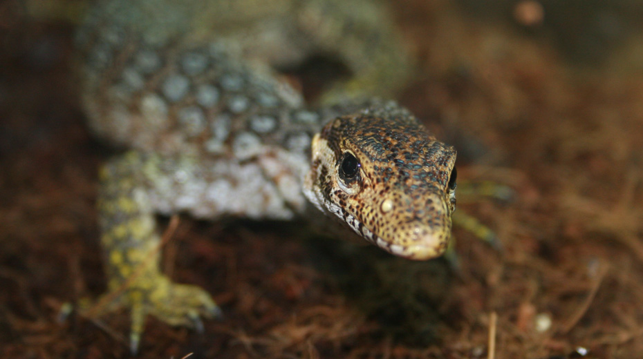 Camaleo. Centro veterinario especializado en Reptiles y pequeos mamferos.