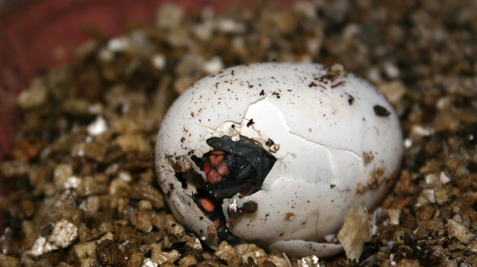 Camaleo. Centro veterinario especializado en Reptiles y pequeos mamferos.