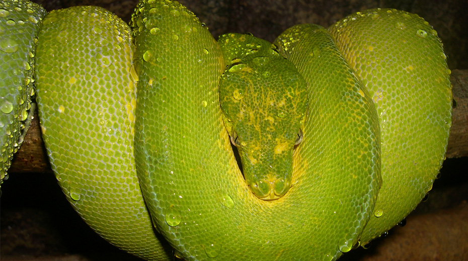 Camaleo. Centro veterinario especializado en Reptiles y pequeos mamferos.