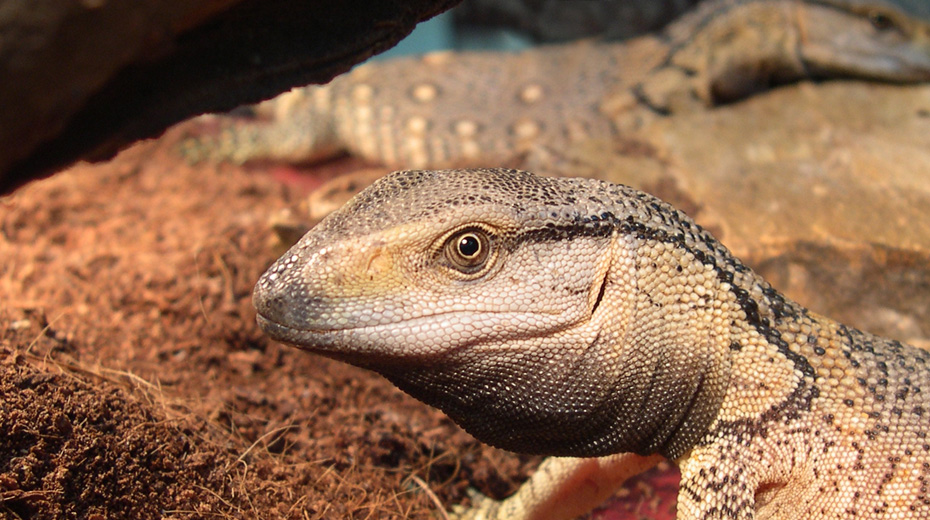 MCamaleo. Centro veterinario especializado en Reptiles y pequeos mamferos.